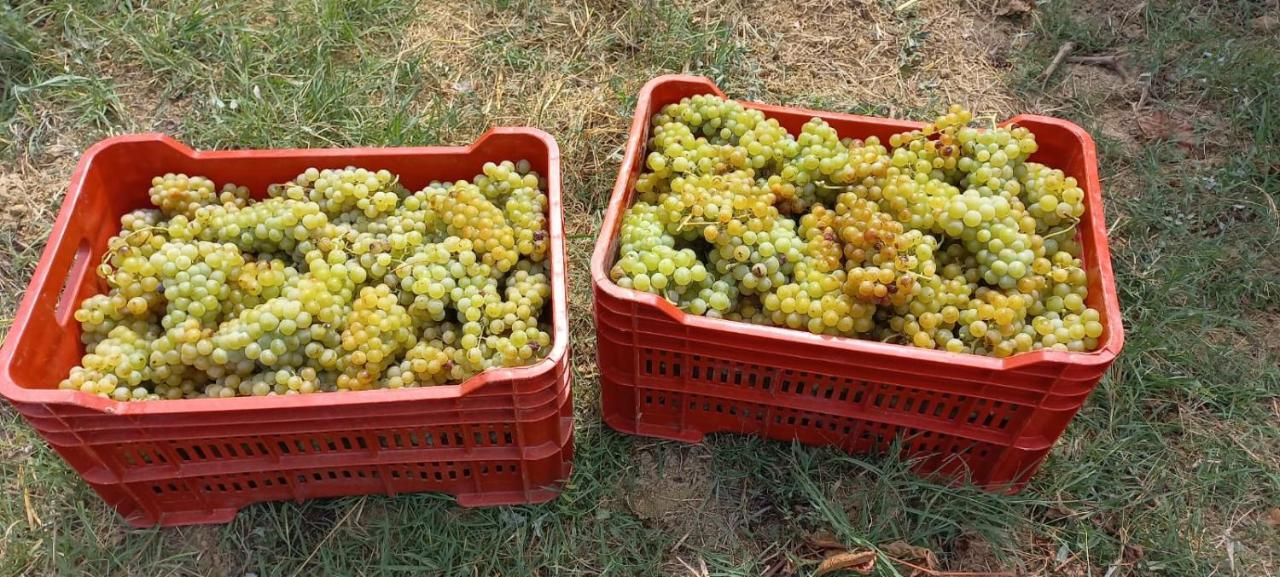1929 Wine Food Relax Acqui Terme